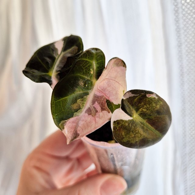 Alocasia Heart Balloon Pink